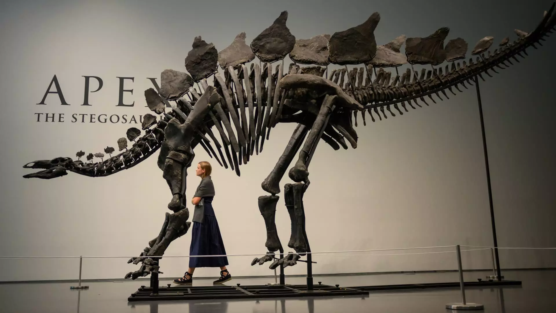 The Record-Breaking Purchase of a Stegosaurus Skeleton